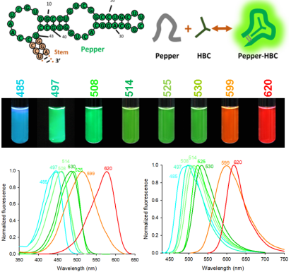 Starter Kit for Pepper fluorescent RNA