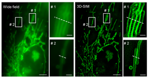 Okra Bright Green Fluorescent RNA