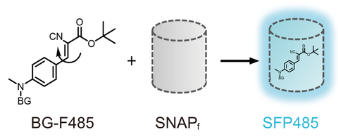 BGF fluorogenic ligands for SNAP-tag L size