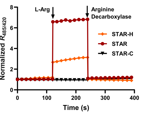 STAR sensor for arginine