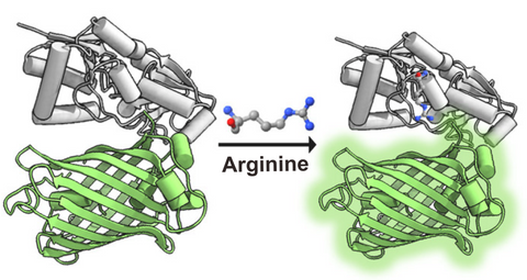 STAR sensor for arginine