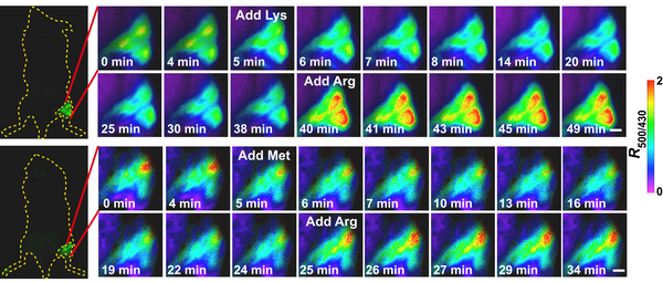 STAR sensor for arginine