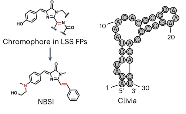 NBSI ligands for the Clivia  long Stocks shift fluorescent RNA