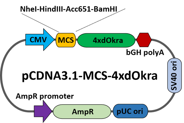 pcDNA-MCS-dOkra