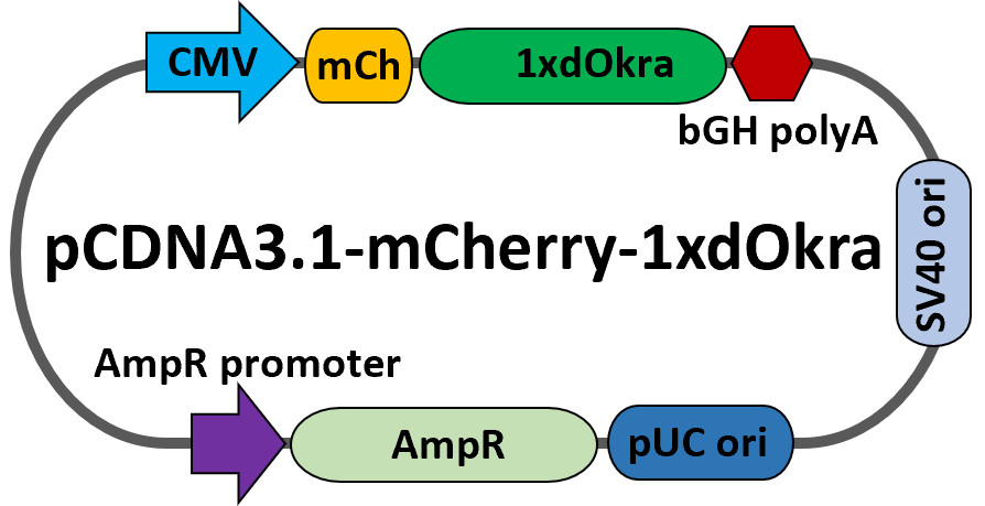 pcDNA-mCherry-dOkra