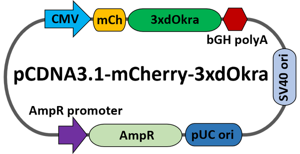 pcDNA-mCherry-dOkra