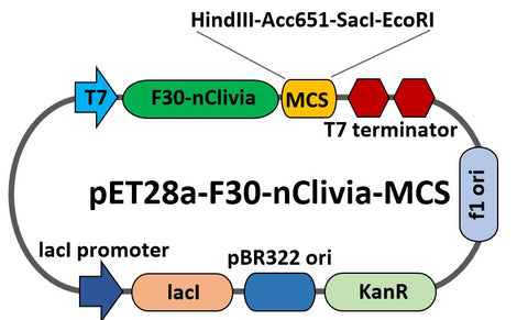 pET28a-F30-nClivia-MCS