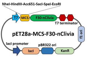 pET28a-MCS-F30-nClivia