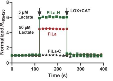 FiLa sensor for lactate