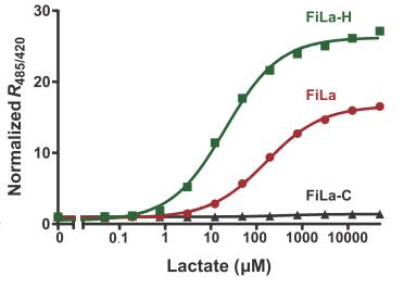 FiLa sensor for lactate