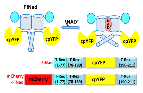 FiNad sensor for NAD+