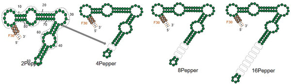 pcDNA-ORF-Pepper