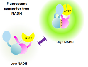 Frex sensor for NADPH