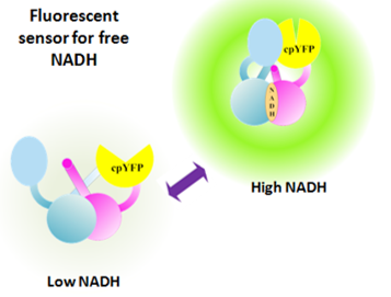 Frex sensor for NADPH