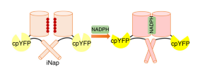 iNap sensor for NADPH