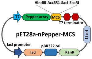 PET28-Pepper-MCS